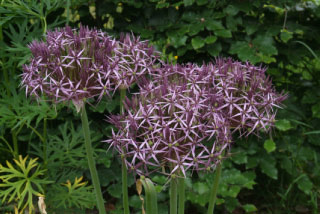 Allium christophiiSterrenlook bestellen